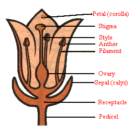 Sexual Reproduction in Flowers